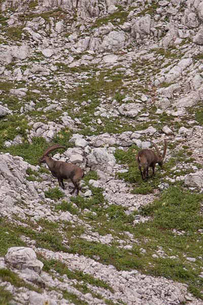 Artikelbild Hüttenzauber mit Steinbock Bergtouren