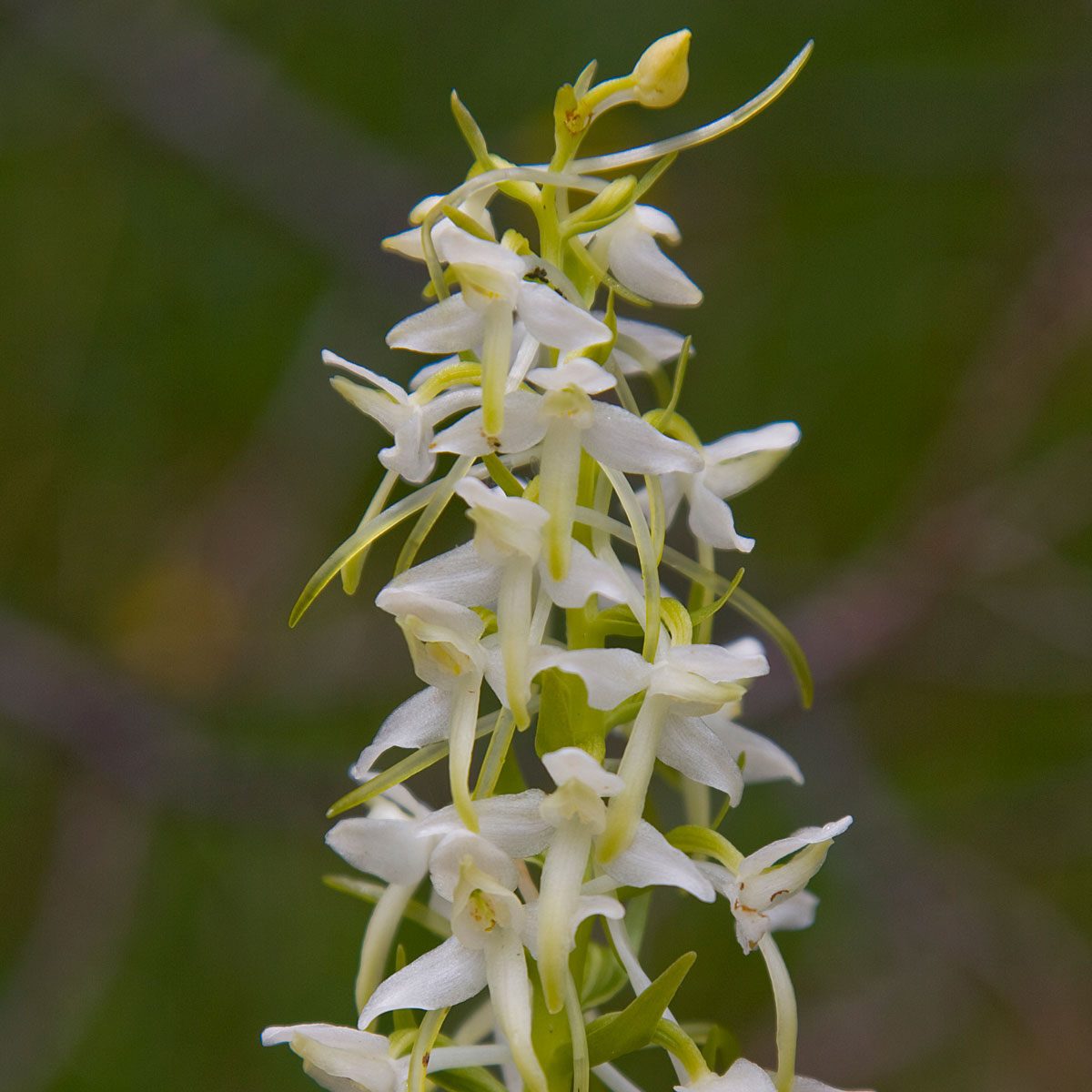 Artikelbild Tageswanderung blühende Almwiesen mit Waldhyazinthe