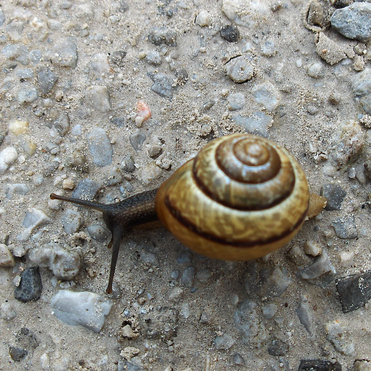 Artikelfoto Beitrag Schneckenhäuser