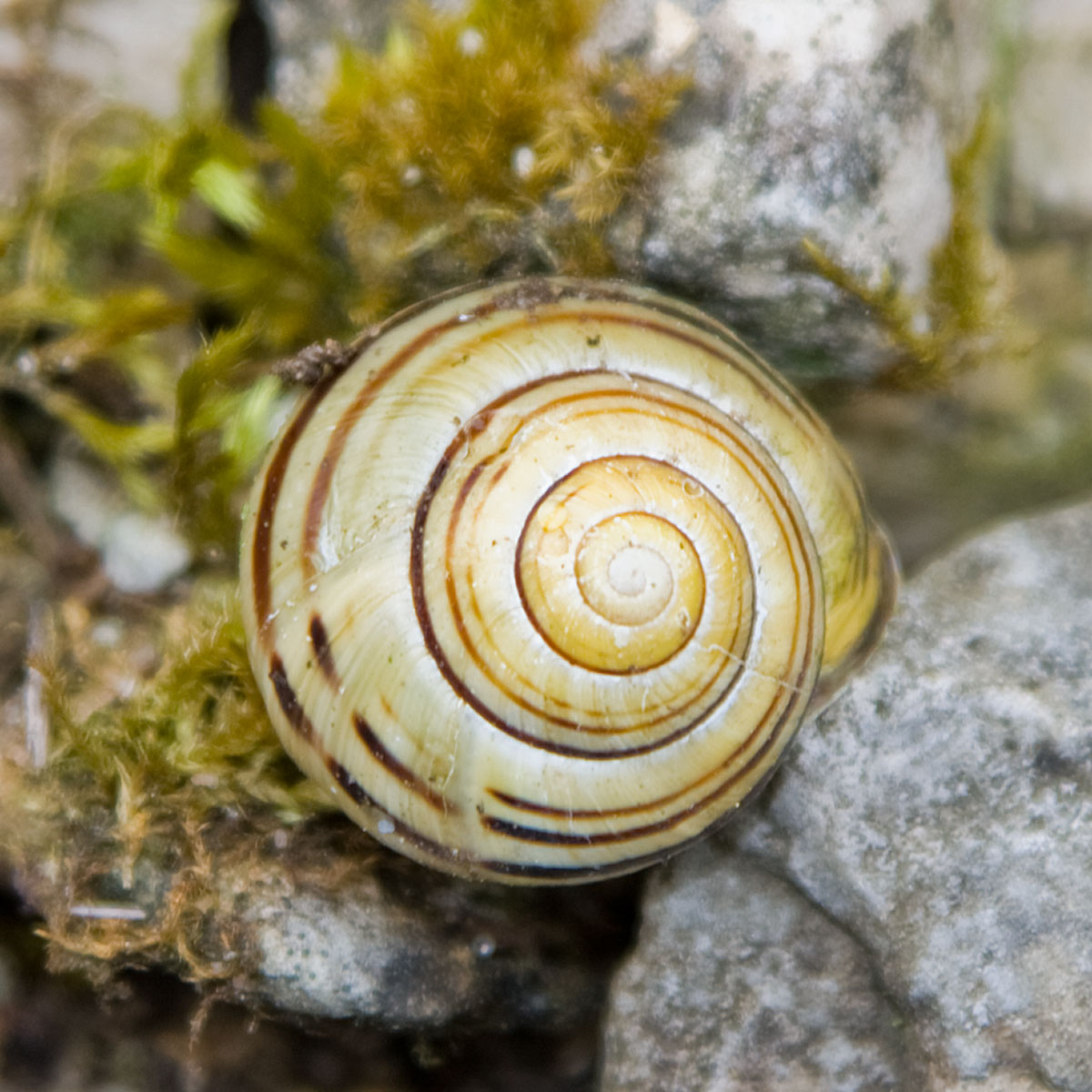 Artikelfoto Beitrag Schnecken Schneckenhaus