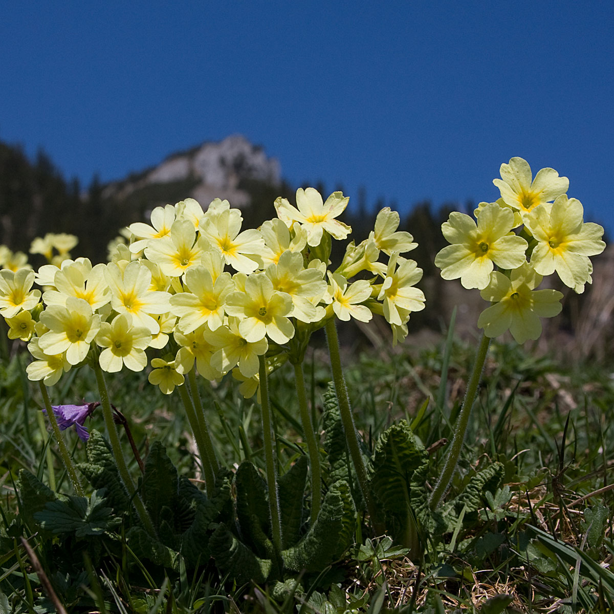 Artikelfoto Schlüsselblume Himmelsschlüssel