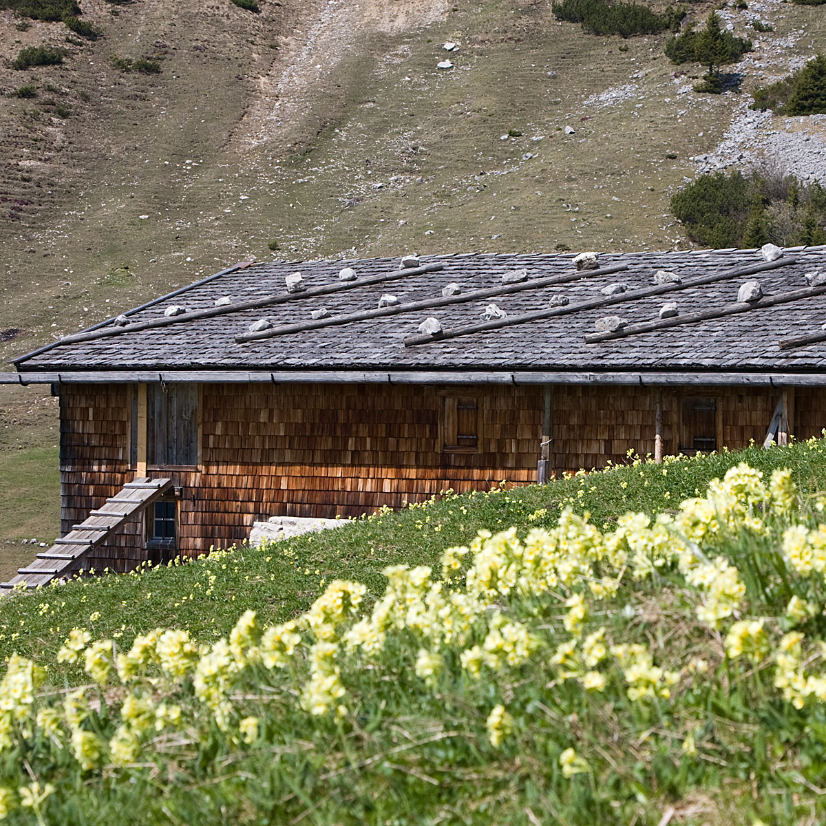 Artikelfoto Schlüsselblumen Kümpflalm