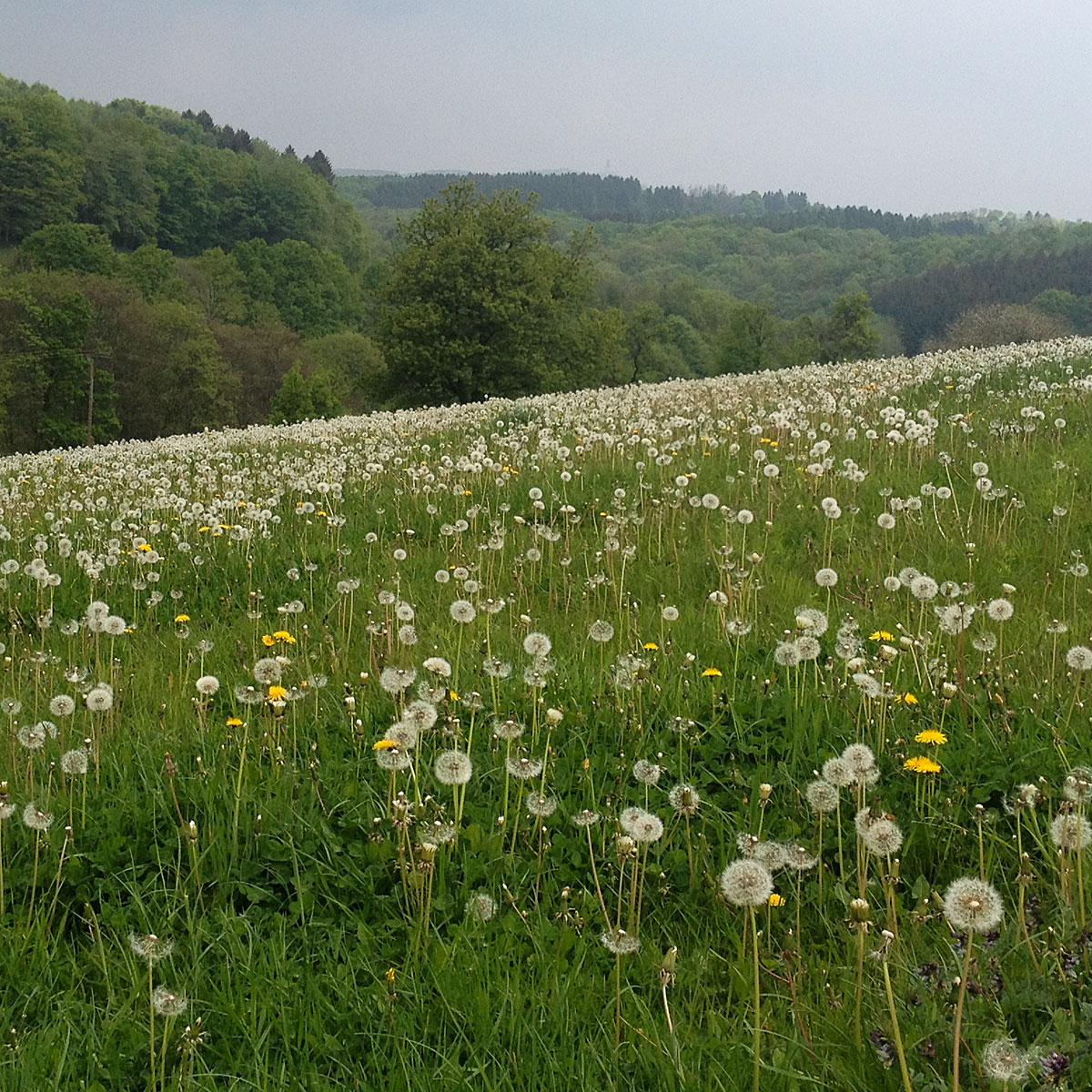 Artikelbild Saarland Biberpfad Wiesenflure