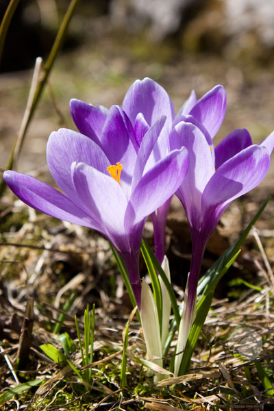 Artikelbild Buchsteinhuette Krokusse