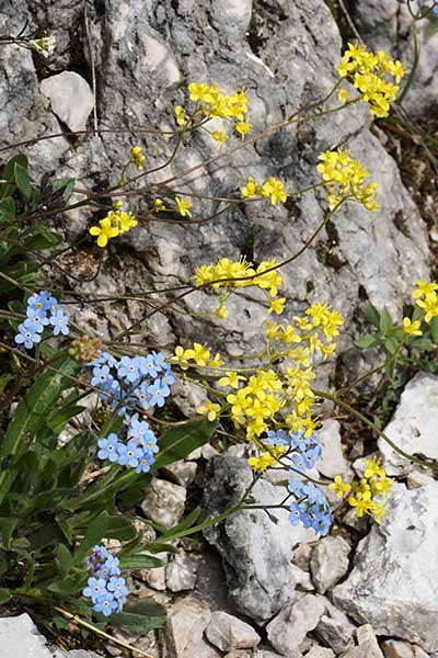 Artikelbild Alpenblumen im Allgäu Tannheimer Berge