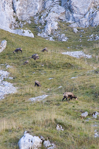 Artikelbild Tannheimer Berge Gämsen