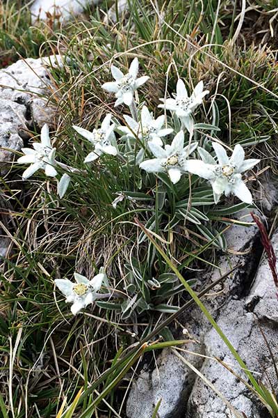 Artikelbild Alpen-Edelweiss Steinbock Bergtouren 