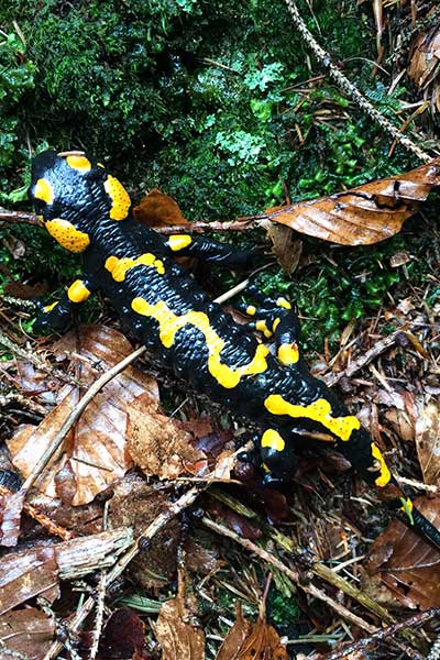 Artikelbild Feuersalamander Steinbock Bergtouren