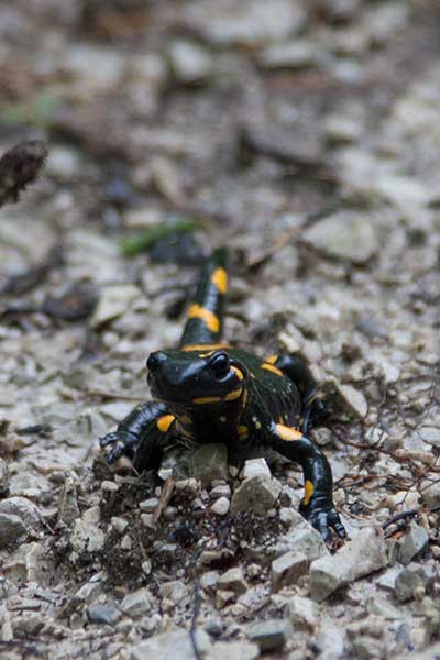 Artikelbild Feuersalamander 2 Steinbock Bergtouren