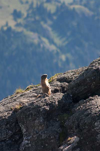 Artikelbild Murmeltier Wandern mit Steinbock Bergtouren