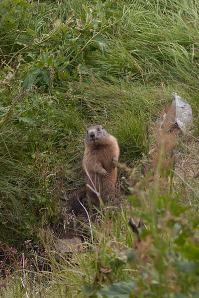 Artikelbild Murmeltiere Wandern mit Steinbock Bergtouren