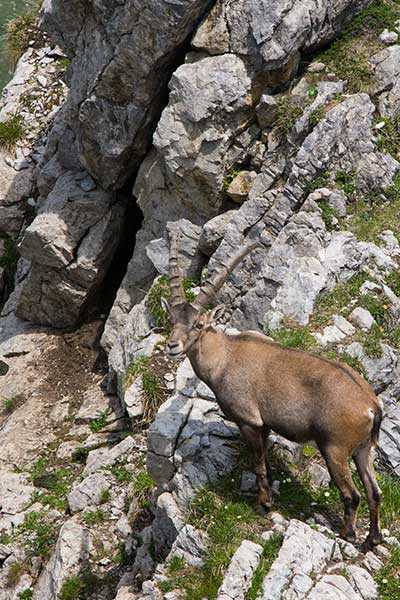 Artikelbild Steinbock König der Alpen Steinbock Bergtouren