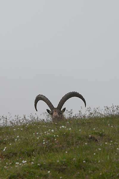 Artikelbild Steinbock König der Alpen Steinbock Bergtouren