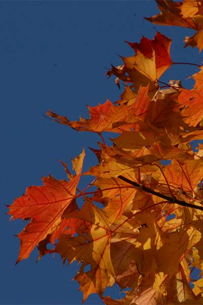 Artikelbild Farbenfroher Herbst in den Bergen