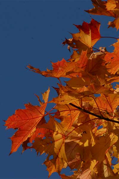 Artikelbild Farbenfroher Herbst in den Bergen