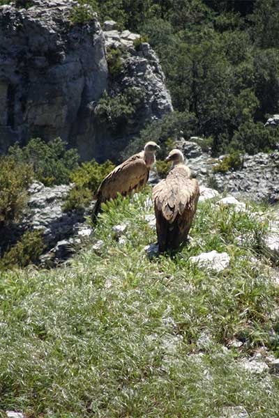 Artikelbild Sierra y Canones de Guara